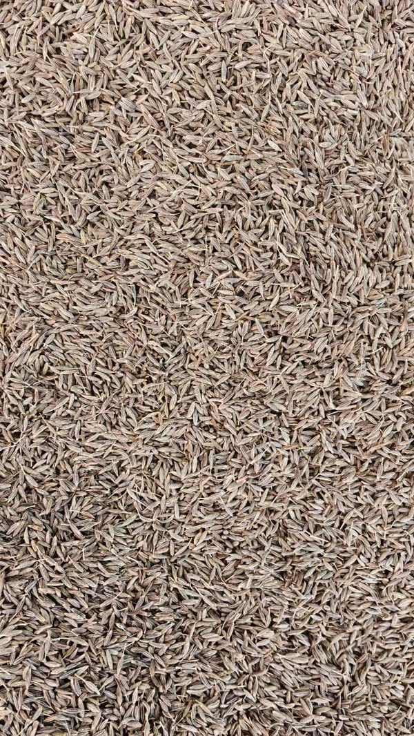 Close-up of a bulk lot of cumin seeds