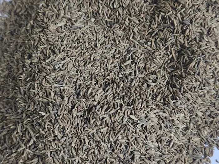 Freshly Cleaned Cumin Seeds Ready for Export - Gadin Exports Unjha Gujarat