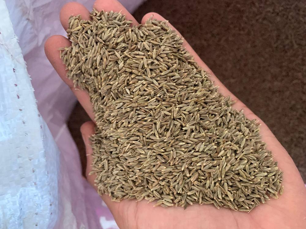 Premium Cumin Seeds Exporter Unjha Gujarat India - Gadin Exports