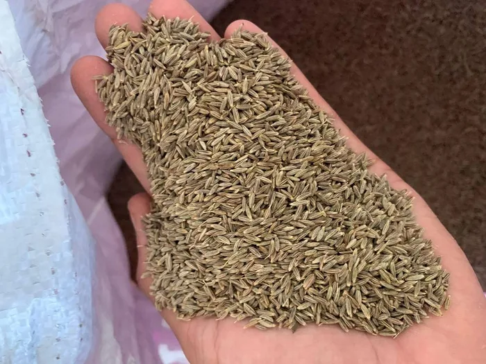Cumin Seeds Sourced Direct from Unjha Mandi - Gadin Exports India
